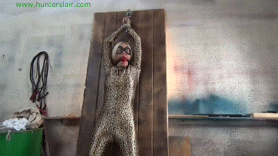 jimhunterslair.com - Jaguar's brutal breast bound, crotch rope interrogation thumbnail